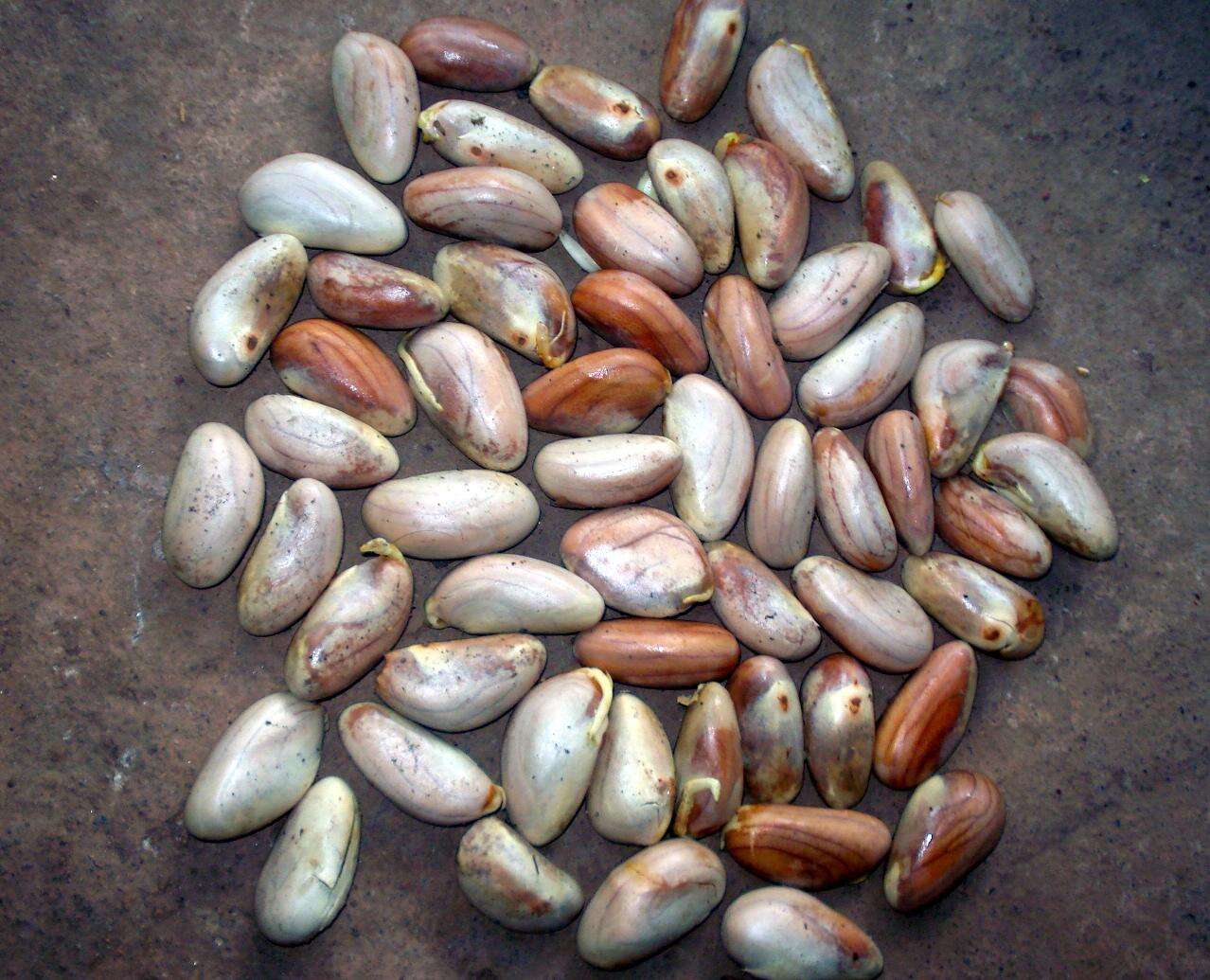 Image of jackfruit