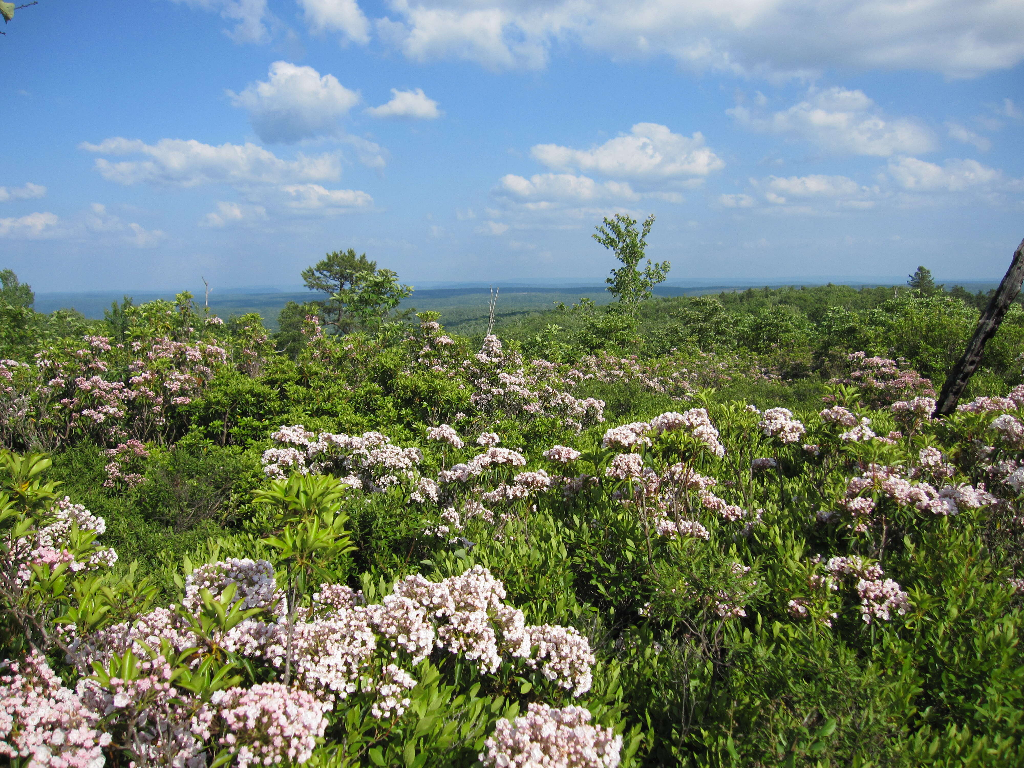 Image of mountain laurel