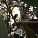Plancia ëd Eucalyptus globulus subsp. bicostata (Maiden. Blakely & Simmonds) Kirkpatrick