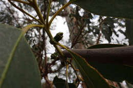 Sivun Eucalyptus globulus subsp. bicostata (Maiden. Blakely & Simmonds) Kirkpatrick kuva