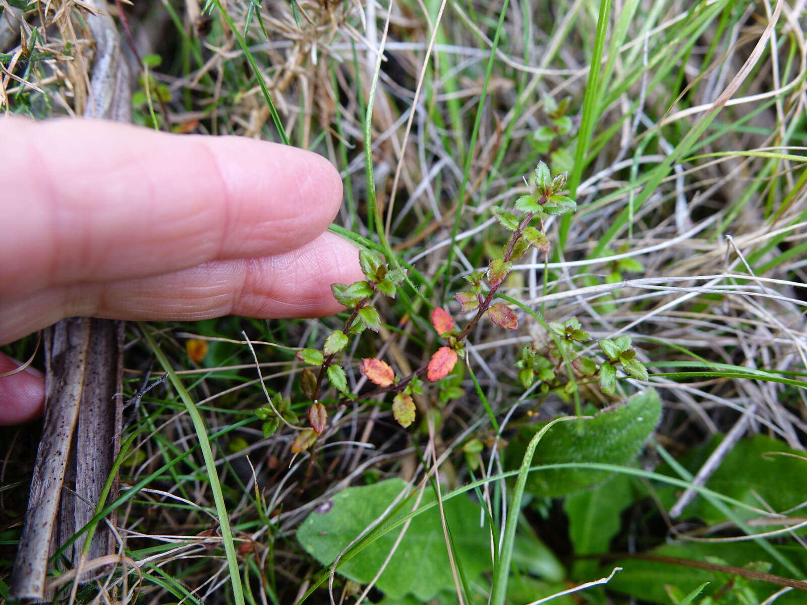 Image of Gonocarpus incanus (A. Cunn.) Orchard