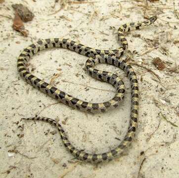 Image of Short-tailed Snake