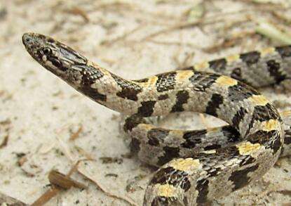 Lampropeltis extenuata (Brown 1890)的圖片