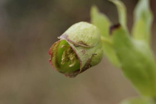 Image of Stinking Hellebore