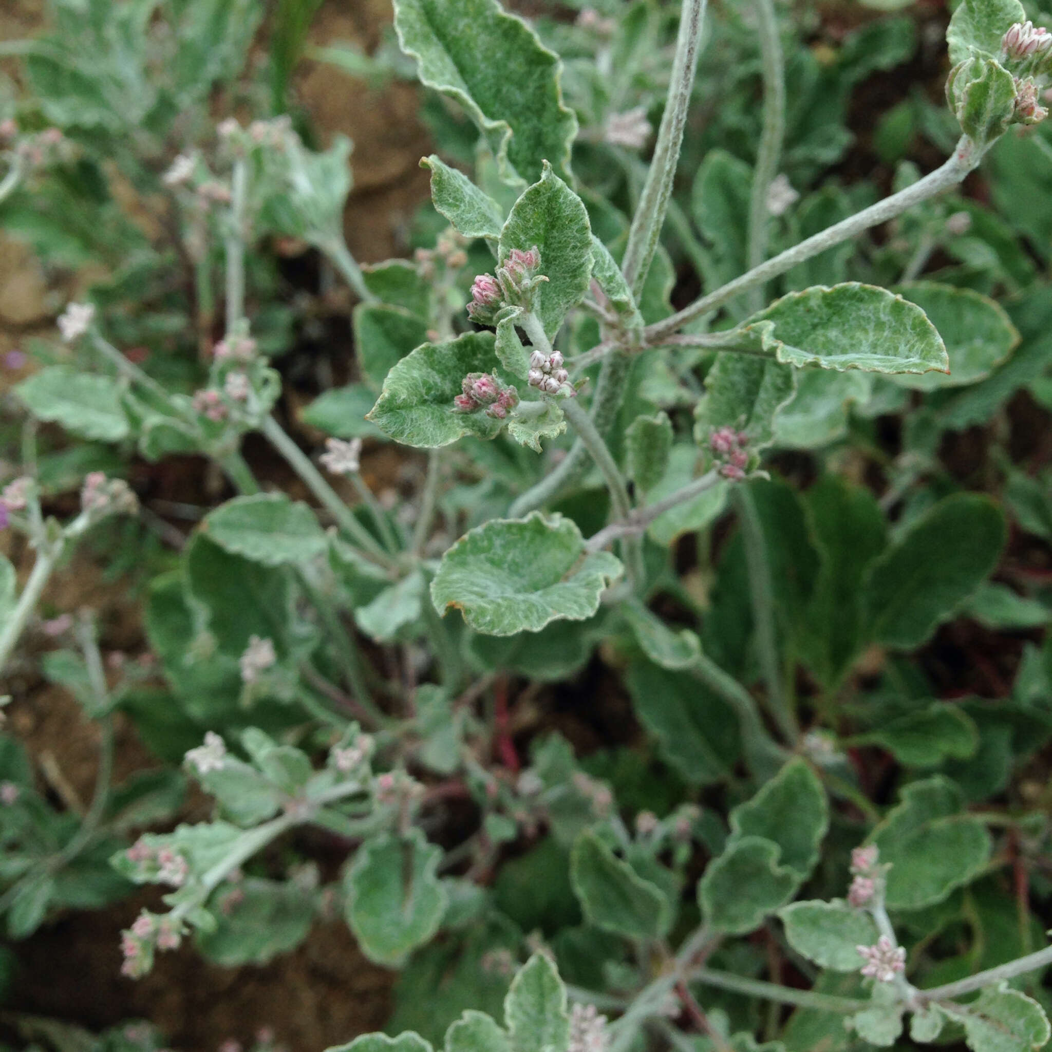 Image de Eriogonum vestitum Howell