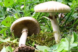 Image of Agrocybe praecox (Pers.) Fayod 1889