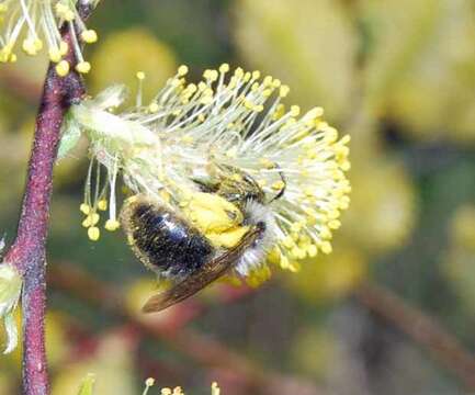 Image of Frigid Andrena