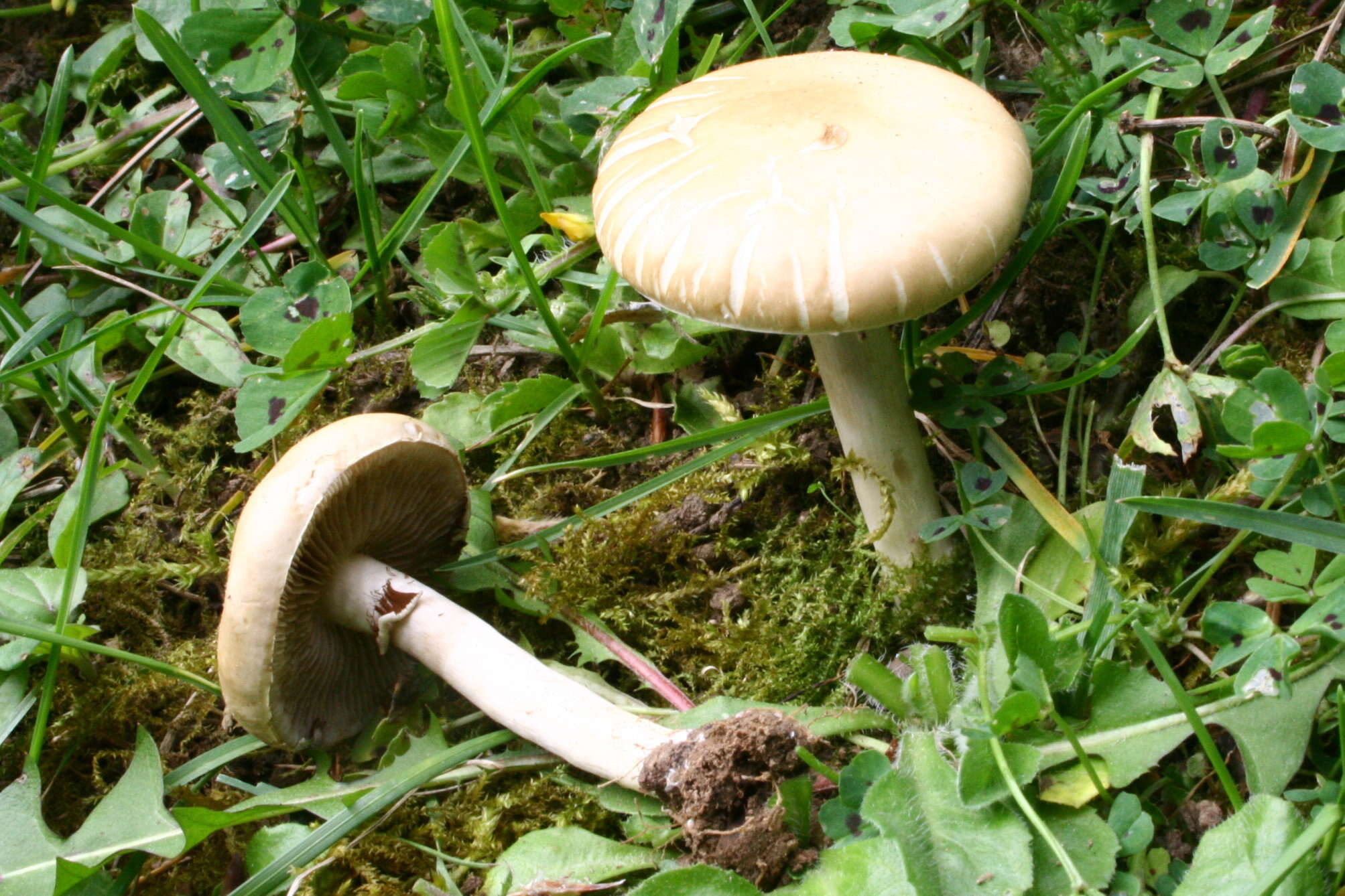 Image of Agrocybe praecox (Pers.) Fayod 1889