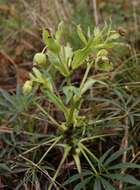 Image of Stinking Hellebore