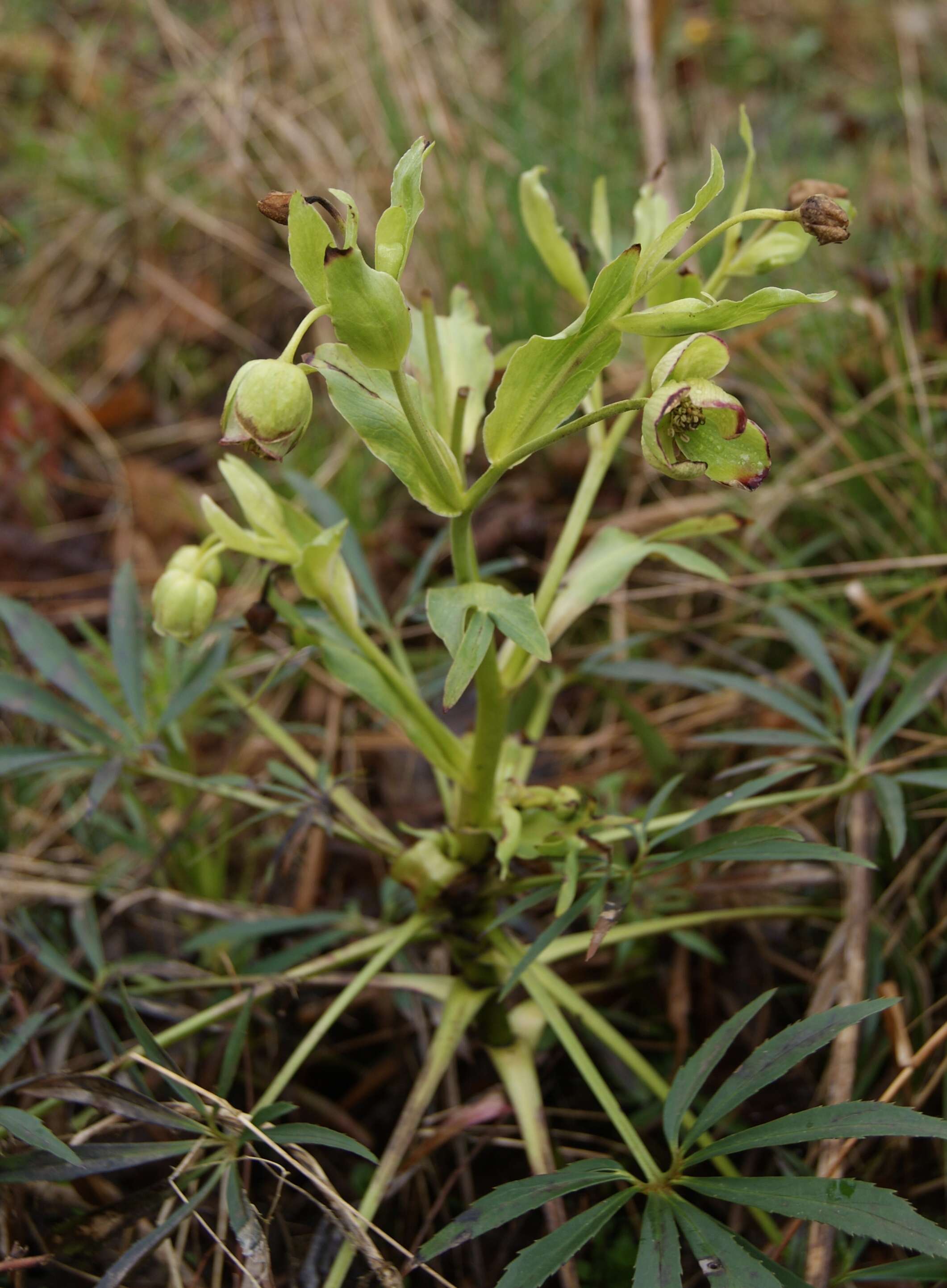 Image of Stinking Hellebore