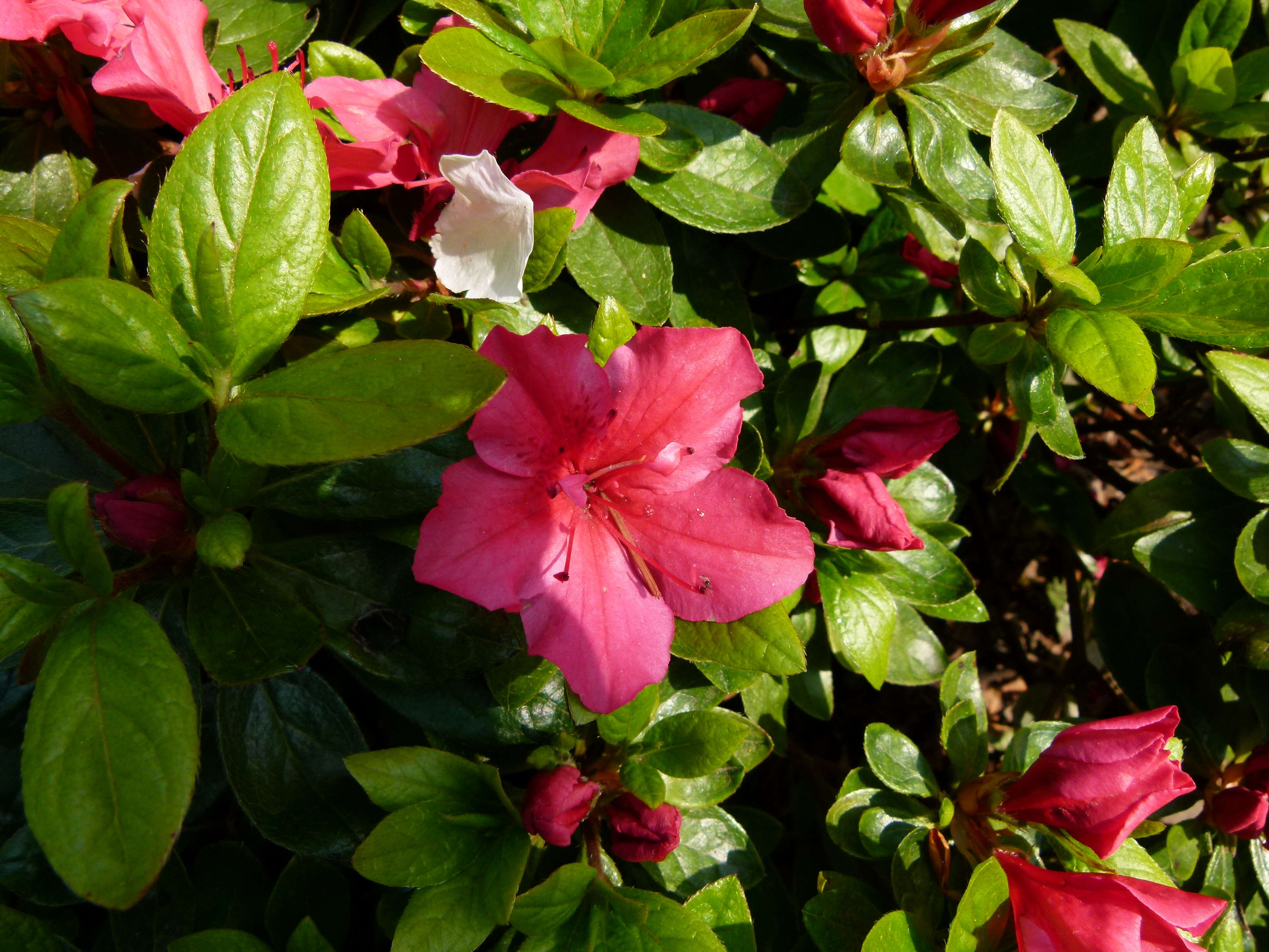 Plancia ëd Rhododendron simsii Planch.