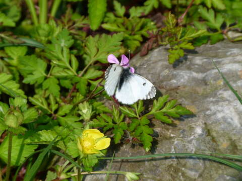 Image of orange tip