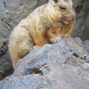 Image of Wolffsohn's viscacha