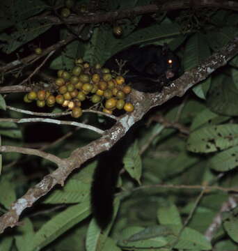 Image of Black Flying Squirrel