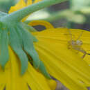 Image of Swift Crab Spider