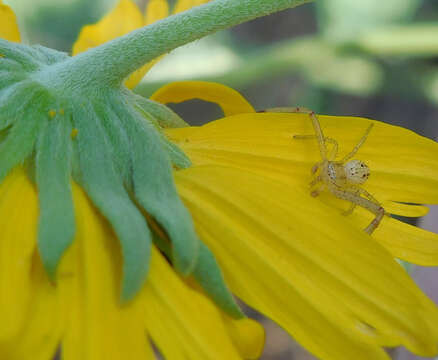 Image of Swift Crab Spider