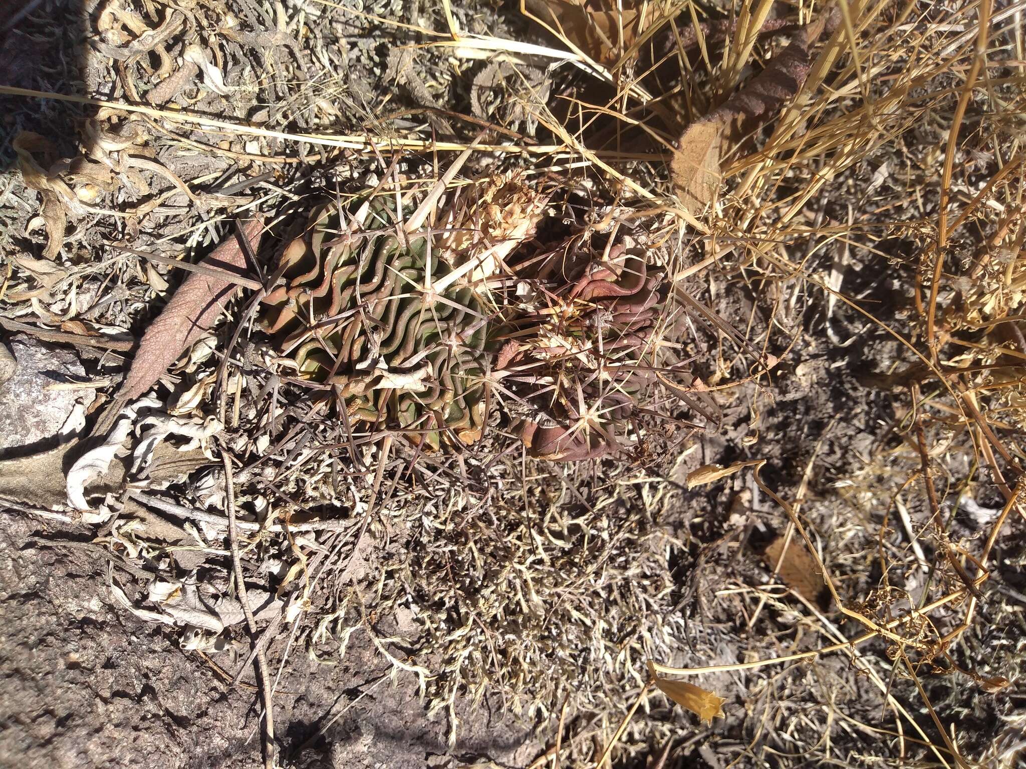 Image of Stenocactus crispatus (DC.) A. Berger