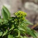 Plancia ëd Solidago spithamaea M. A. Curt. ex A. Gray