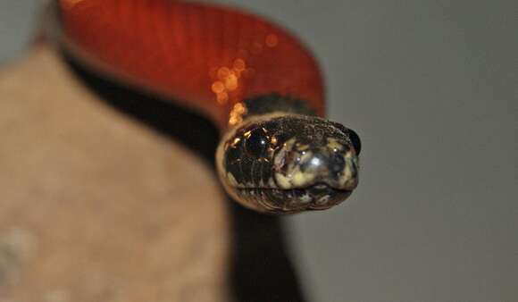 Image of Lampropeltis triangulum nelsoni