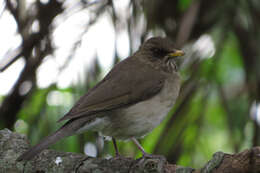 Image of Creamy-bellied Thrush