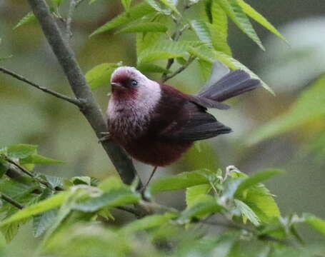 Cardellina versicolor Salvin 1863的圖片