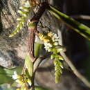 Imagem de Campylocentrum aromaticum Barb. Rodr.