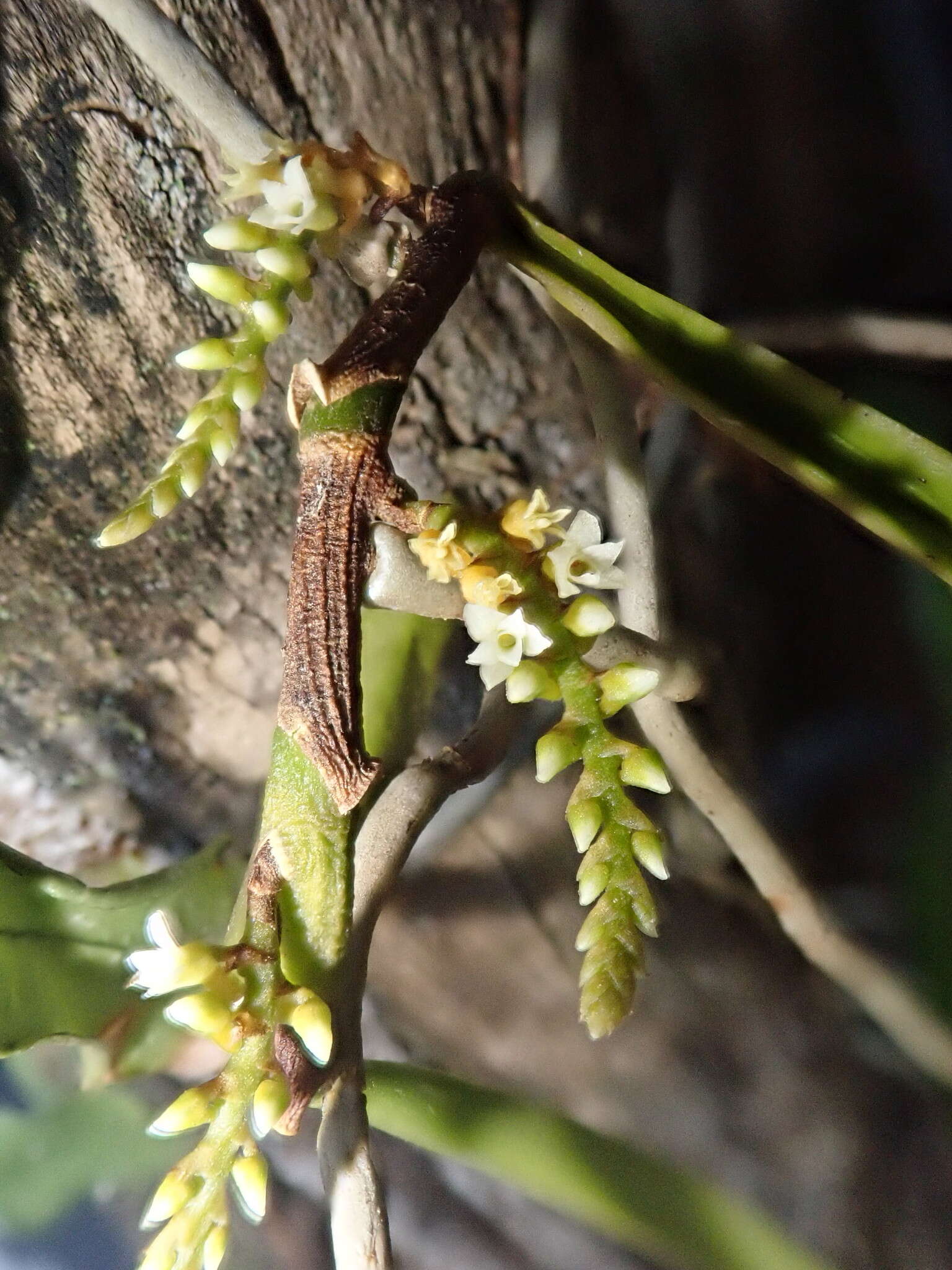 Imagem de Campylocentrum aromaticum Barb. Rodr.