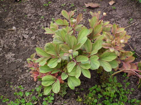 صورة Paeonia daurica Andrews