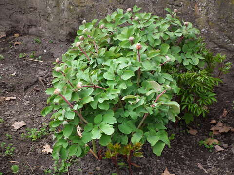 صورة Paeonia daurica Andrews