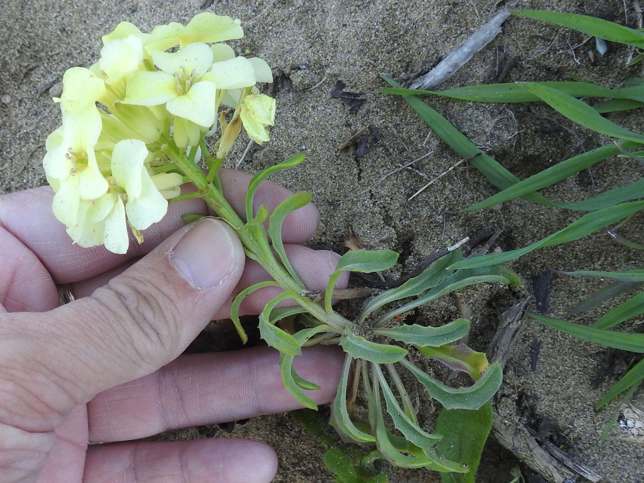 Image of Erysimum concinnum Eastw.