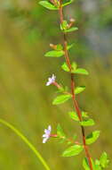 Cuphea strigulosa Kunth的圖片