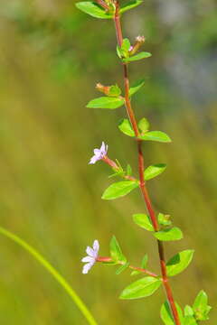 Cuphea strigulosa Kunth的圖片