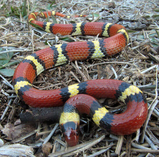 Lampropeltis elapsoides (Holbrook 1838)的圖片