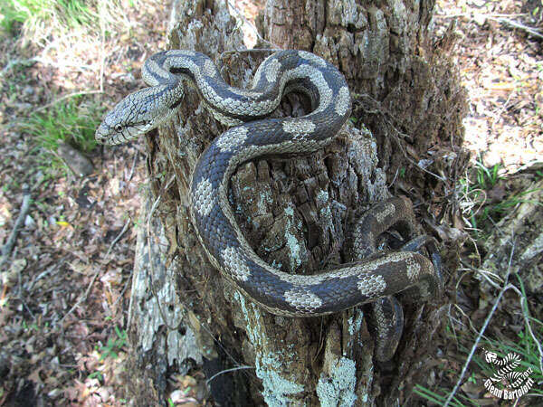 Image of Rat snakes