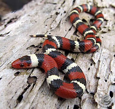 Image of Kingsnakes