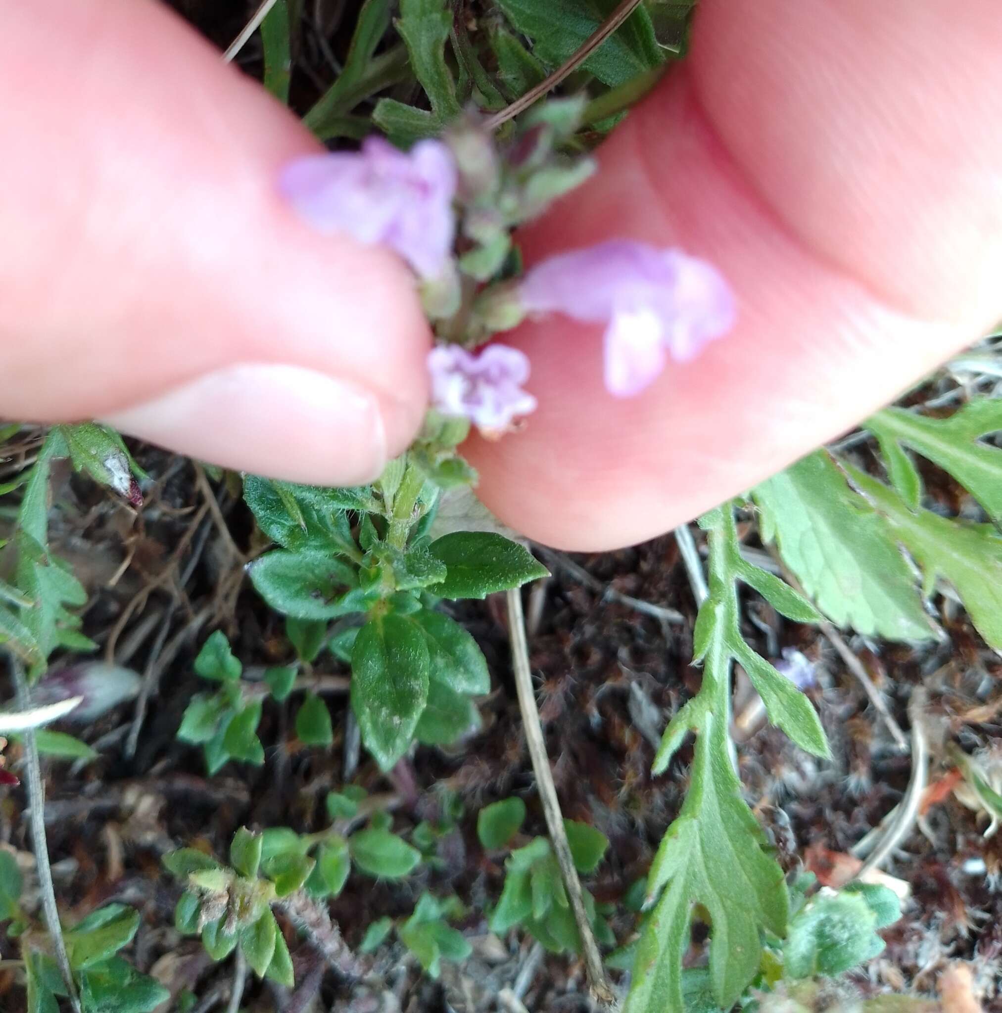 Imagem de Clinopodium suaveolens (Sm.) Kuntze