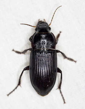 Image of Murky Ground Beetle