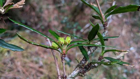 Image of Berberis kawakamii Hayata