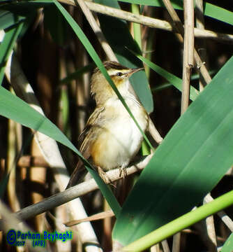 Image of Moustached Warbler