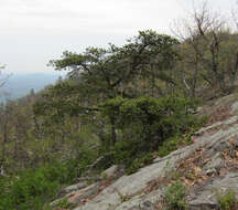 Image of Hickory Pine