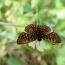 صورة Antillea pelops Drury 1773