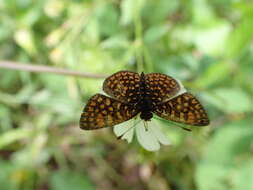 Image of Antillea pelops Drury 1773