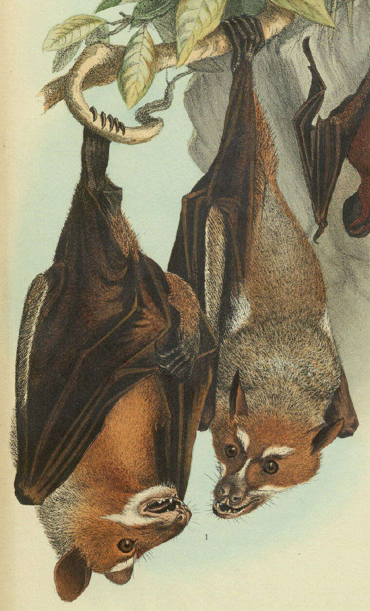 Image of Old World fruit bats