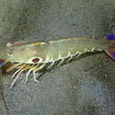 Image of target rock shrimp