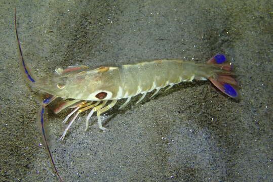 Image of target rock shrimp