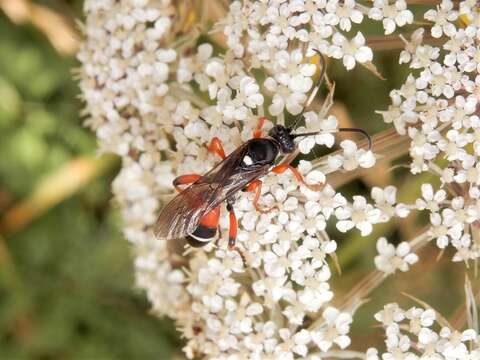 Sivun Ichneumon promissorius Erichson 1842 kuva