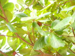 Image of flowering almond