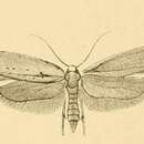 Image de Yponomeuta gigas Rebel 1892