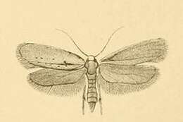 Image of Yponomeuta gigas Rebel 1892