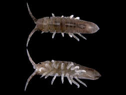 Image of granular marine isopod